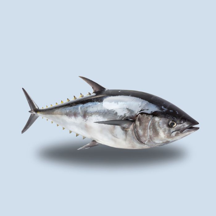 Atún Sashimi -60º