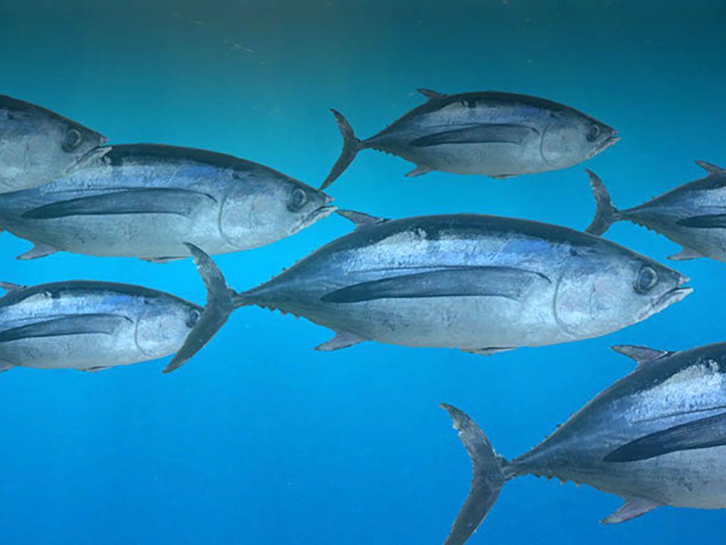 bonito (3)
